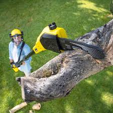 Reliable Watsonville, CA Tree Services Solutions