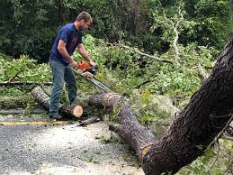 Best Tree Removal  in Watsonville, CA