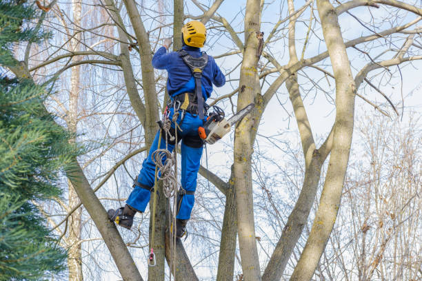 Best Leaf Removal  in Watsonville, CA