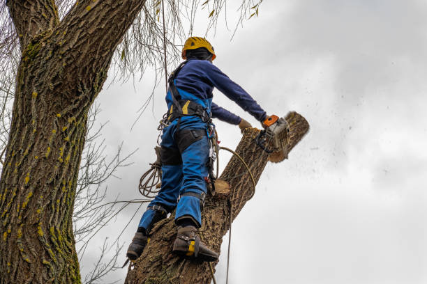 Best Stump Grinding and Removal  in Watsonville, CA