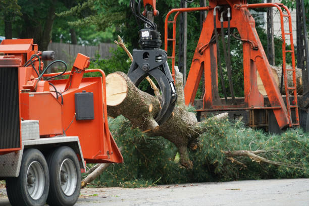  Watsonville, CA Tree Services Pros