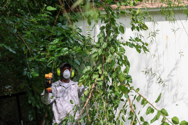 How Our Tree Care Process Works  in  Watsonville, CA