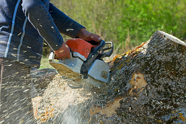 Best Arborist Consultation Services  in Watsonville, CA